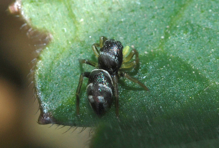Heliophanus sp.